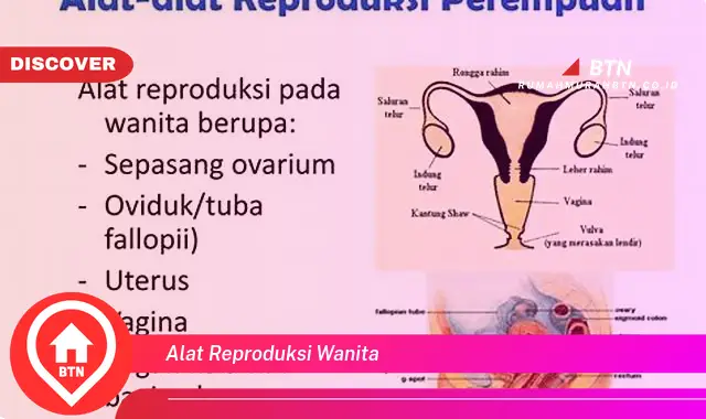 alat reproduksi wanita