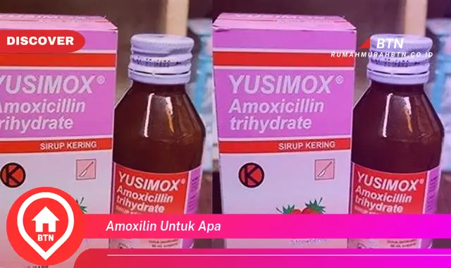 amoxilin untuk apa