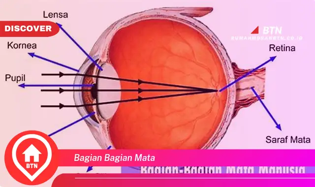 bagian bagian mata