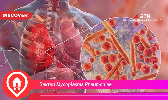 bakteri mycoplasma pneumoniae