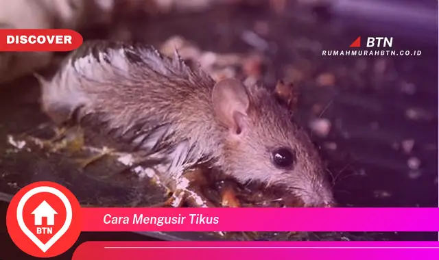 cara mengusir tikus