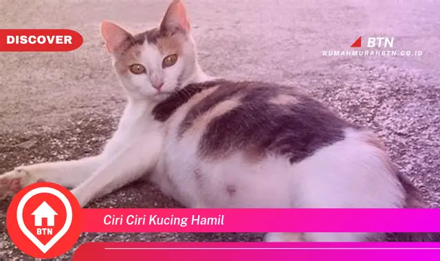 ciri ciri kucing hamil