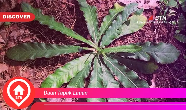 daun tapak liman