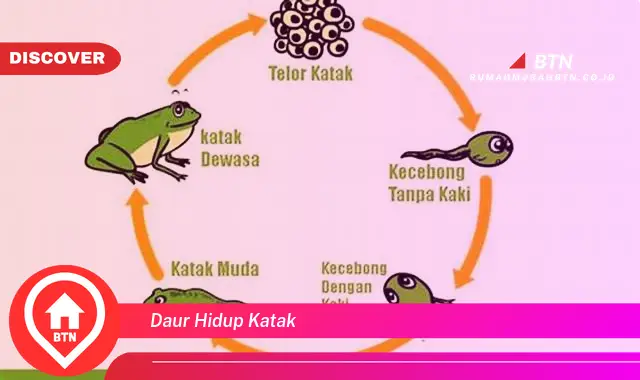 daur hidup katak