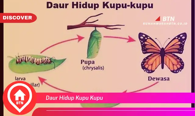 daur hidup kupu kupu