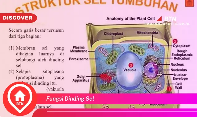 fungsi dinding sel