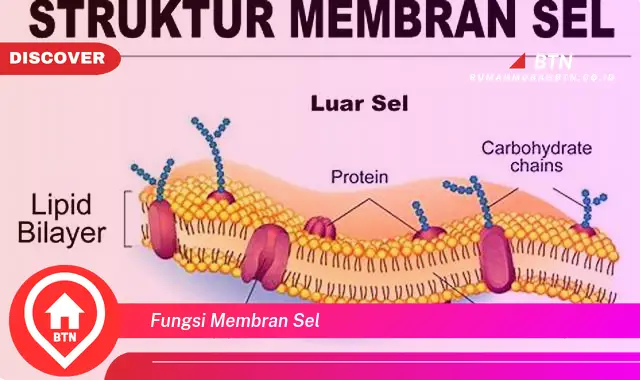 fungsi membran sel