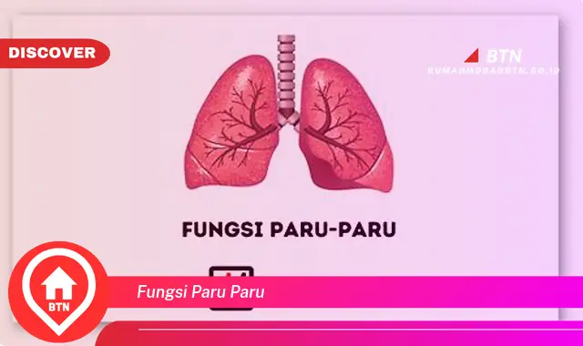 fungsi paru paru