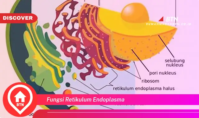 fungsi retikulum endoplasma