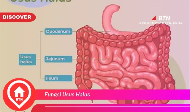 fungsi usus halus