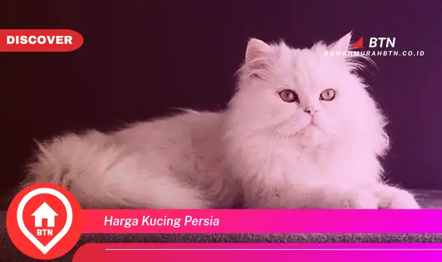 harga kucing persia