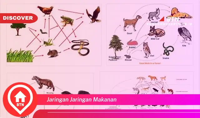 jaringan jaringan makanan