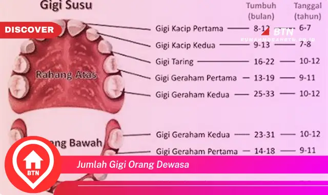 jumlah gigi orang dewasa