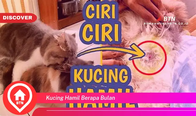 kucing hamil berapa bulan