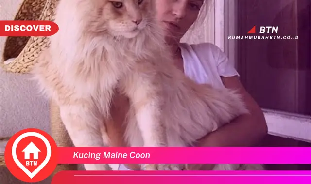 kucing maine coon