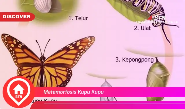 metamorfosis kupu kupu