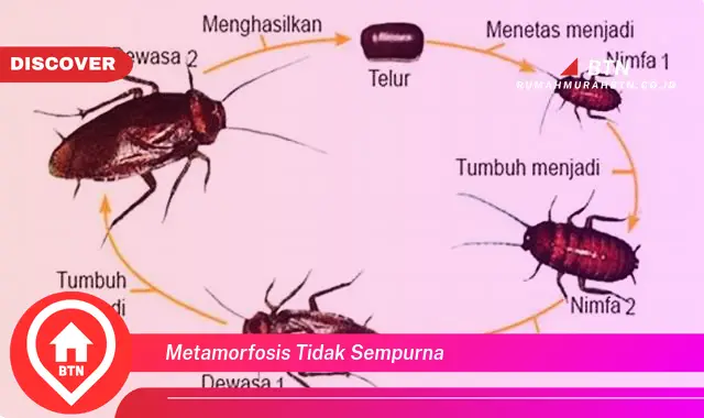 metamorfosis tidak sempurna