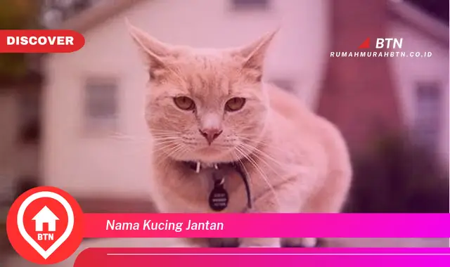 nama kucing jantan