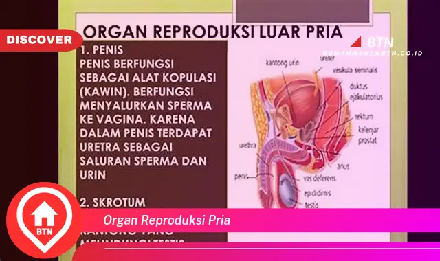 organ reproduksi pria