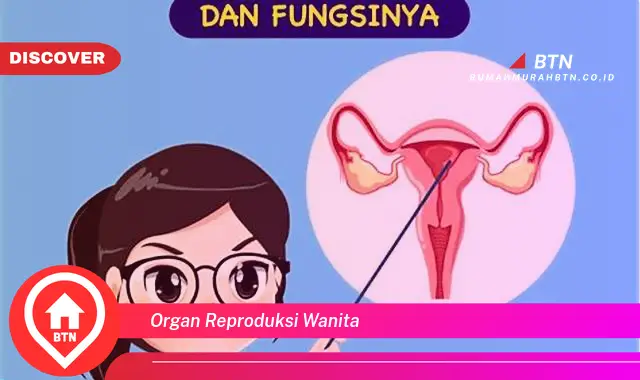 organ reproduksi wanita