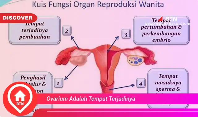 ovarium adalah tempat terjadinya