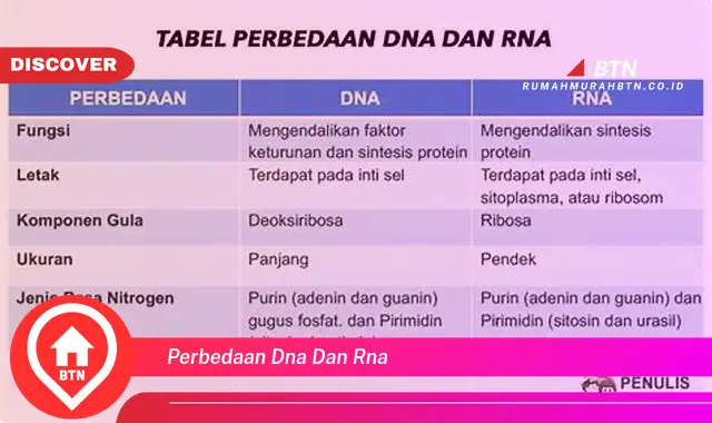 perbedaan dna dan rna