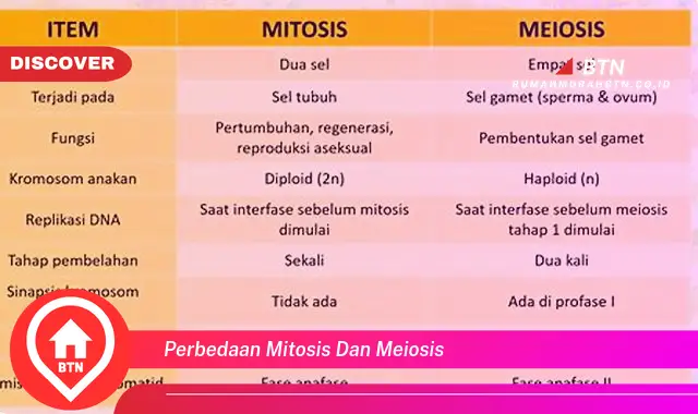 perbedaan mitosis dan meiosis