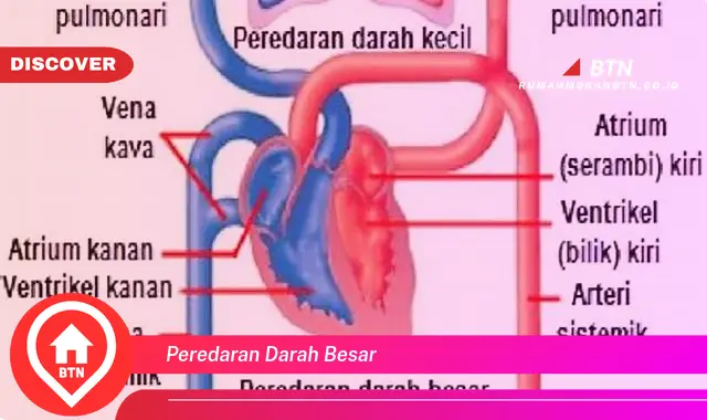 peredaran darah besar