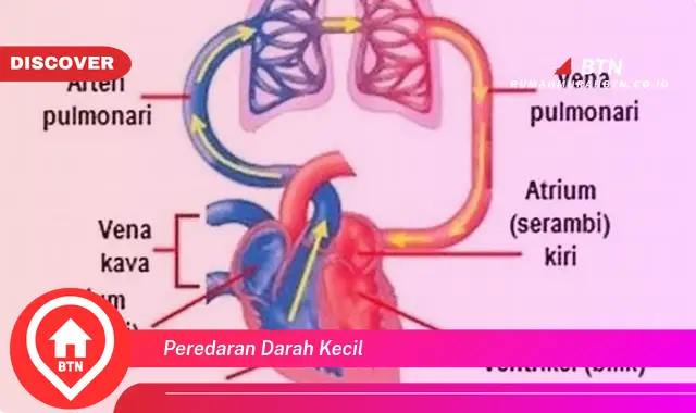 peredaran darah kecil