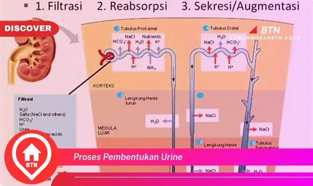 proses pembentukan urine