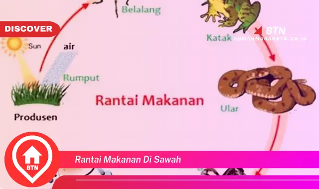 rantai makanan di sawah