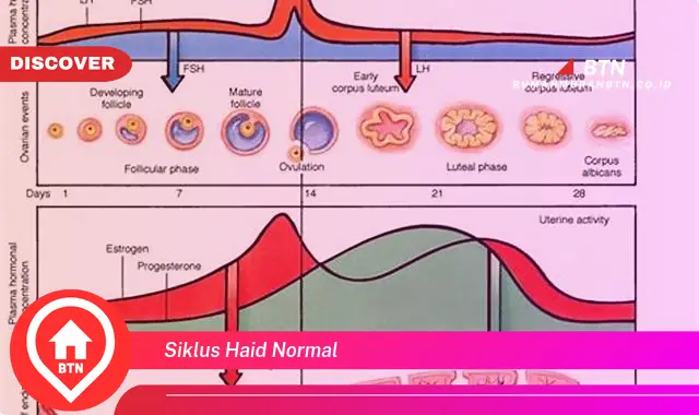 siklus haid normal