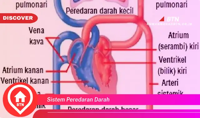 sistem peredaran darah