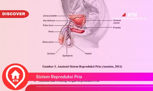 sistem reproduksi pria