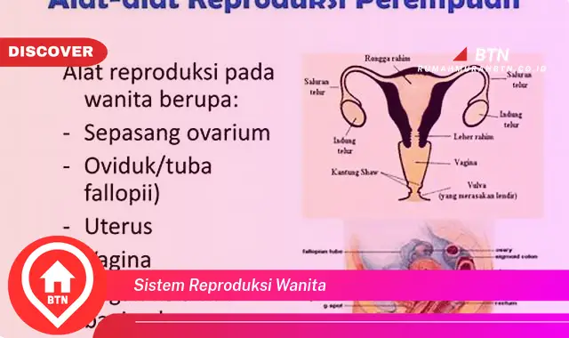 sistem reproduksi wanita