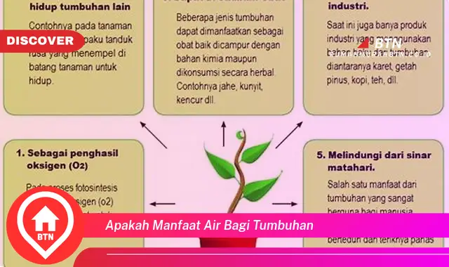 apakah manfaat air bagi tumbuhan