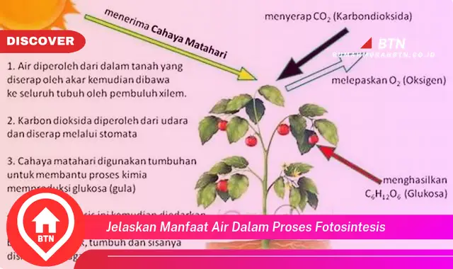 jelaskan manfaat air dalam proses fotosintesis