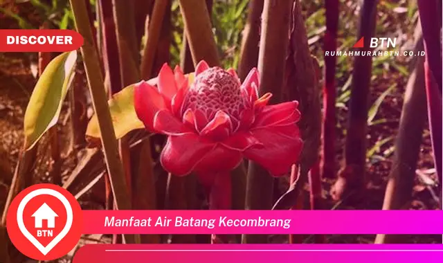 manfaat air batang kecombrang