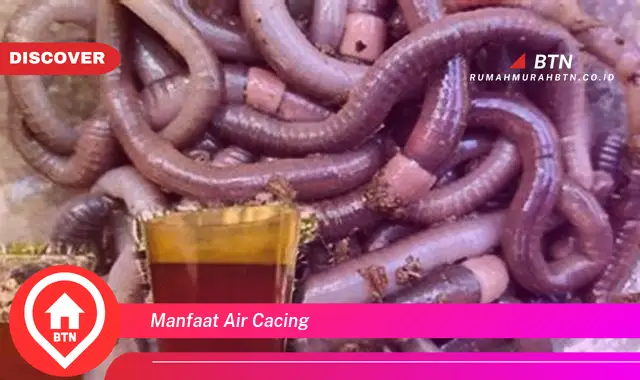 manfaat air cacing