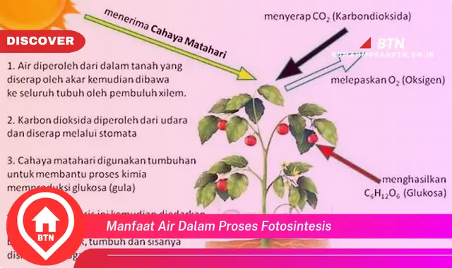 manfaat air dalam proses fotosintesis