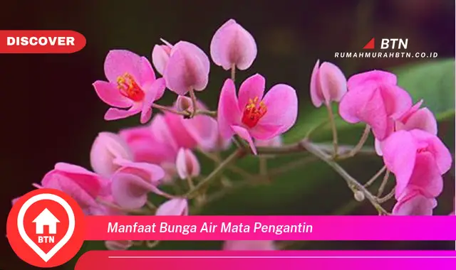 manfaat bunga air mata pengantin