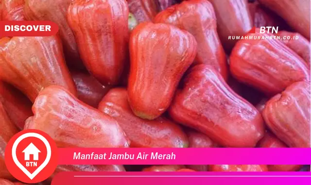 manfaat jambu air merah