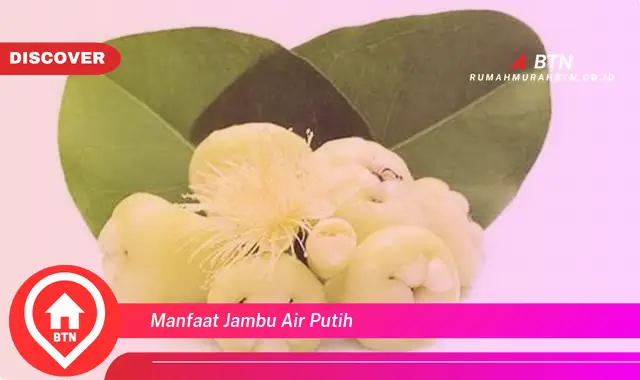 manfaat jambu air putih