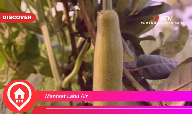 manfaat labu air