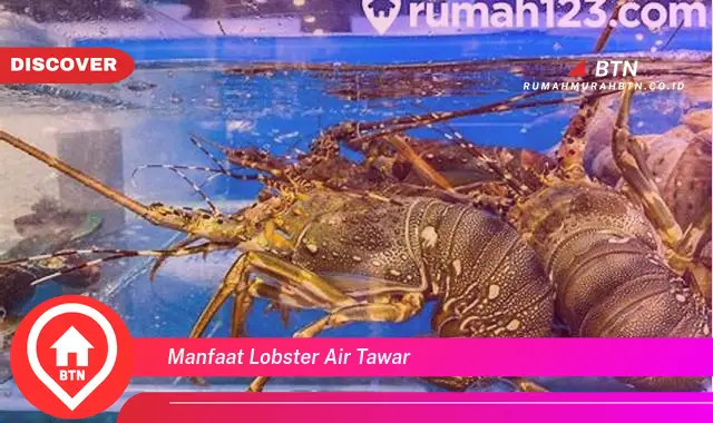 manfaat lobster air tawar