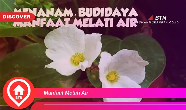 manfaat melati air