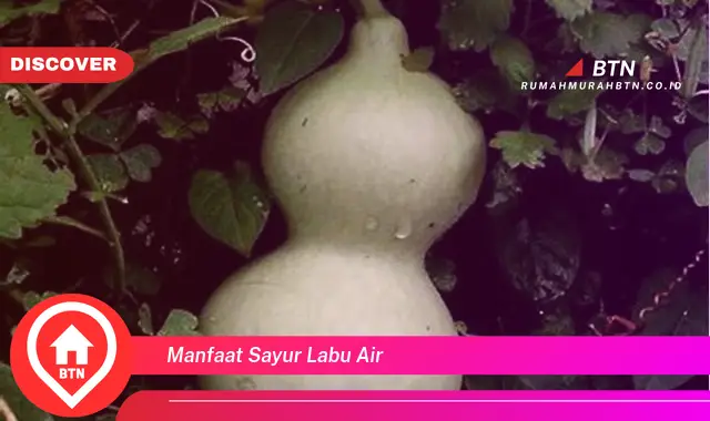 manfaat sayur labu air