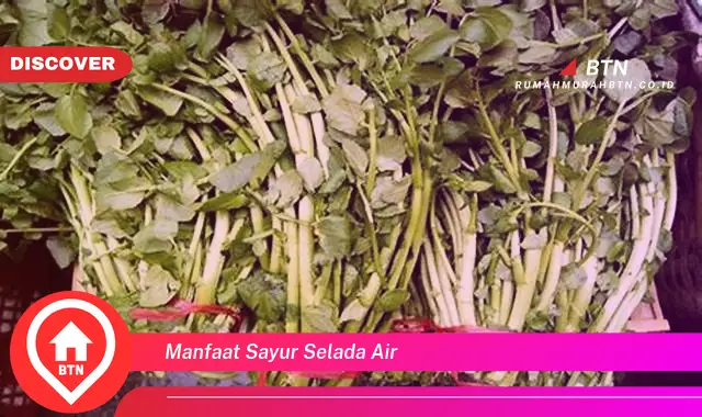 manfaat sayur selada air