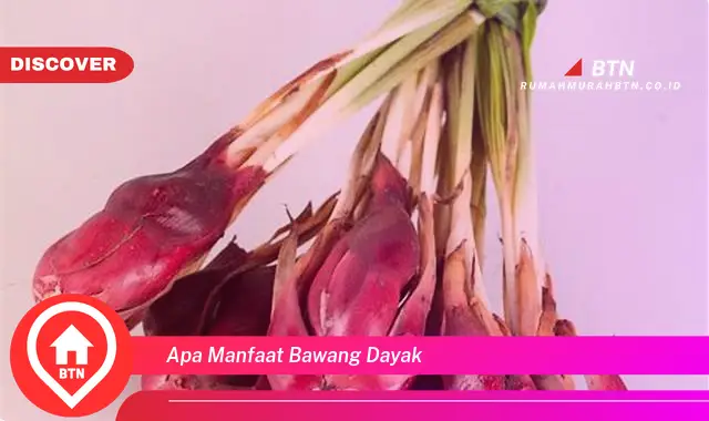 apa manfaat bawang dayak