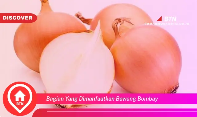 bagian yang dimanfaatkan bawang bombay